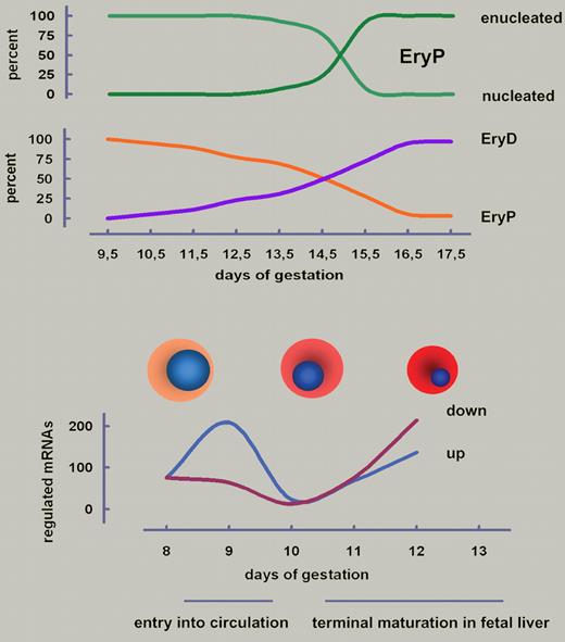 Development of primitive erythroid cells (EryPs) in the mouse. (Top) EryPs do enucleate but the whole process from onset of nuclear condensation at E10.5 to completed extrusion of nuclei at E15.5 is much slower than for definitive erythroid cells (EryDs; 2 days). At E14.5, approximately equal numbers of EryPs and EryDs are observed in embryonal blood. Data taken from Fraser et al.5 (Bottom) Entry of earliest EryPs into circulation is accompanied by a wave of gene activation. A second distinct wave of up- as well as down-regulation occurs during maturation in the fetal liver.1 Cell and nuclear diameters to scale.