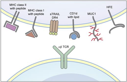 Diversity of cell-surface ligands for αβ TCRs. Professional illustration by Kenneth X. Probst.