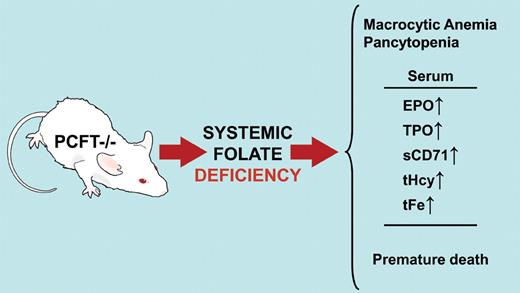 The proton-coupled folate transporter (PCFT) knockout mouse develops systemic folate deficiency after birth and, if untreated, succumbs within 10 to 12 weeks. Macrocytic anemia and pancytopenia with accumulation of immature erythroblasts in bone marrow and spleen are observed in these animals. Serum levels of erythropoietin (EPO), thrombopoietin (TPO), and soluble transferrin receptor (sCD71) are increased. Plasma total homocysteine (tHcy) and total iron (tFe) are also increased. PCFT−/− mice are a model for human hereditary folate malabsorption. Professional illustration by David Schumick.