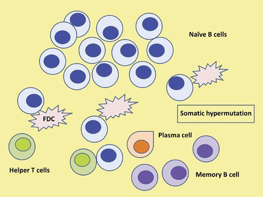 The cell of origin in HCL. Somatic hypermutation events in the GC of lymph nodes provide diversity to the B-cell receptor. In the majority of cases of HCL the malignant clone is derived from a post-GC memory B cell. Furthermore, evidence provided supports a canonical process suggestive of an antigen-driven process. FDC indicates follicular dendritic cell.