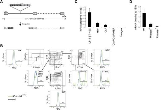 Figure 1. Expression of Prdm16 in adult BM. (A) Schematic representation of the genomic Prdm16 region in Prdm16Gt(OST67423)Lex (Prdm16−/−) mice. Adapted from Zambrowicz et al19 with permission. (B) Expression of LacZ, measured by flow cytometry after staining with fluorescein di-D-β-galactopyranoside, in the BM of Prdm16Gt(OST67423)Lex/+ mice. CMP indicates common myeloid progenitor; GMP, granulocyte/macrophage progenitor; MEP, megakaryocyte erythroid progenitor; LT-HSC, long-term hematopoietic stem cell; and ST-HSC, short-term hematopoietic stem cell. (C) Expression of Prdm16 mRNA in HSCs (LSKFlt3−, composed of ST- and LT-HSCs), MPPs, CLPs, and lineage+ cells (n = 3). (D) Expression of Prdm16 mRNA in brain from Prdm16−/−, Prdm16+/−, and wt embryos.