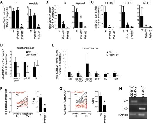 Figure 3. Function of Prdm16–deficient FL and BM cells. (A) Ratio between donor (Prdm16−/−, Prdm16+/−, or wt FL cells) and competitor (T cell–depleted CD45.1+ or CD45.1+CD45.2+ B6 BM cells) cells among PB myeloid and B cells 12 weeks after transplantation of 0.5 × 106 cells of each population into lethally irradiated B6.129F1 (CD45.2+) mice (n = 3 for wt, n = 12 for Prdm16+/−, n = 14 for Prdm16−/−). *P < .01, one-way analysis of variance. (B-C) Ratio between donor (Prdm16−/−, Prdm16+/−, or wt FL cells) and competitor (T cell–depleted CD45.1+ B6 BM cells) cells among PB myeloid and B cells (B) and among BM LT-HSCs, ST-HSCs, and MPPs (C) 20 weeks after transplantation as in panel A. (D-E) Competitive repopulation of 2 × 106 wt or Prdm16+/− BM cells (CD45.2+) with 2 × 106 C57BL/6 (CD45.1+) BM cells in B6.129F1 recipients after 12 to 16 weeks. Data presented as donor/competitor ratio within a specific compartment in PB (D) and BM (E) (n = 6). *P < .02. TBM indicates total BM. (F-G) Shift in donor/competitor ratio within B cells (F) and myeloid cells (G) after serial transplantation of 2 × 106 BM cells from primary recipients into lethally irradiated secondary B6.129F1 CD45.2+ recipients 12 to 14 weeks after primary transplantation. The right hand panels of panels F and G show the difference in log(donor/competitor) between primary and secondary recipients (n = 12 secondary recipients for each genotype). *P = .07 for myeloid cells. *P = .01 for B cells. Tx indicates transplantation. (H) Genomic PCR for the wt and mutant alleles in the myeloid and B cells of the spleens of recipients of CD45.2+ Prdm16−/− cells and CD45.1+CD45.2+ B6 competitor cells.