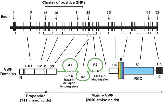 Figure 6. A schematic illustration of the VWF gene and its exon correspondence to specific domains of a monomeric VWF polypeptide.