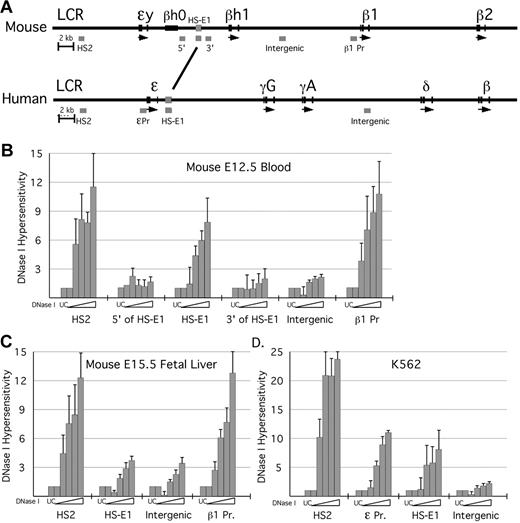 Figure 1. DNase I HS analysis in erythroid cells. (A) Schematic of the mouse and human β-globin loci, to scale. Positions of PCR amplimers used in the DNaseI assay are indicated as gray bars beneath each locus. The region of homology between mouse and human to which HS-E1 maps is marked by the line between the 2 loci (see also supplemental Figure 1). HS analysis was performed for the murine β-globin locus using primary erythroid cells harvested from (B) E12.5 peripheral blood and (C) E15.5 fetal liver. HS analysis was also performed for the human β-globin locus using the K562 cell line (D). Analysis was performed using qPCR and the loss in fluorescent signal indicated a decrease in amplification product. This value was interpreted as an increase in hypersensitivity, and the inverse of this value was represented heregraphically.