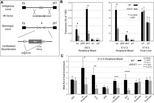 Figure 3. Effect of deletion of HS-E1 from the endogenous β-globin locus on gene expression and RNA Pol II association. (A) Homologous recombination strategy for the deletion of HS-E1. (B) β-globin mRNA expression analysis for E8.5 and E12.5 peripheral blood, and for E14.5 fetal liver, derived from wild-type embryos and embryos homozygous for the deletion of HS-E1. All values are derived from averages of at least 6 individual embryos. (C) RNA Pol II ChIP analysis in E12.5 peripheral blood. Enrichment for RNA polymerase II association with the indicated sequences is calculated using inactive control loci as background controls (ie, 1.0).