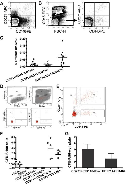 Figure 1. All CFU-Fs in human bone marrow are contained in the CD271+/CD45−/CD146−/low and the CD271+/CD45−/CD146+ fraction. Freshly isolated human BM-MNCs were stained with antibodies against CD271, CD146, and CD45, and analyzed by flow cytometry. Representative contour plots of CD271- and CD146-expressing human bone marrow cells after forward/side scatter and 7-AAD gating are shown. (A) CD271 and CD146 expression in whole viable BM-MNCs. (B) CD271 and CD146 expression after exclusion of CD45+ cells. (C) Percentage of CD271+/CD45−/CD146+, CD271+/CD45−/CD146−, and CD271−/CD45−/CD146+ cells in viable, nondepleted human BM-MNCs (n = 9). Horizontal lines indicate mean values. Error bars show SEM. (D) Gates for the CD271/CD45/CD146 sorts from lineage-depleted bone marrow were set according to the appropriate FMO controls for CD45 (top row left plot). The top right plot illustrates the CD45-sorting gate, with P10 and P5 indicating the sorting gates for CD45+ cells and CD45− cells, respectively. Red dots indicate all gated events shown in the CD271/CD146 plot (E) after back-gating on CD45. Sorting gate definition based on the FMO controls for CD271 and CD146 are illustrated in the bottom plots. (E) Sorting gates from a representative bone marrow sample for CD271−/CD146− (P8), CD271−/CD146+ (P9), CD271+/CD146−/low (P7), and CD271+/CD146+ (P6) after lineage depletion and CD45 exclusion. As shown in this analysis, CD146 expression increased gradually with increasing CD271 expression, and therefore it is impossible to identify a clear-cut CD271+/CD146− cell population within the CD271+ cells. We therefore chose instead to use the term CD271+/CD146−/low for cells sorted on gate P7 to indicate this fact. (F) CFU-F frequencies per 100 freshly isolated BM-MNCs of total viable cells sorted only based on 7-AAD exclusion (viable, n = 4), sorted total CD45+ cells (n = 4), and the different sorted CD271/CD146 populations after CD45 exclusion (n = 5). Each dot represents the mean frequency of CFU-Fs from one bone marrow sample. Horizontal lines indicate mean values of at least 4-5 independent samples. (G) CFU-F frequencies per 96-well plate of single-sorted CD271+/CD45−/CD146−/low and CD271+/CD45−/CD146+ primary cells. Data are shown as mean ± SEM (n = 8).