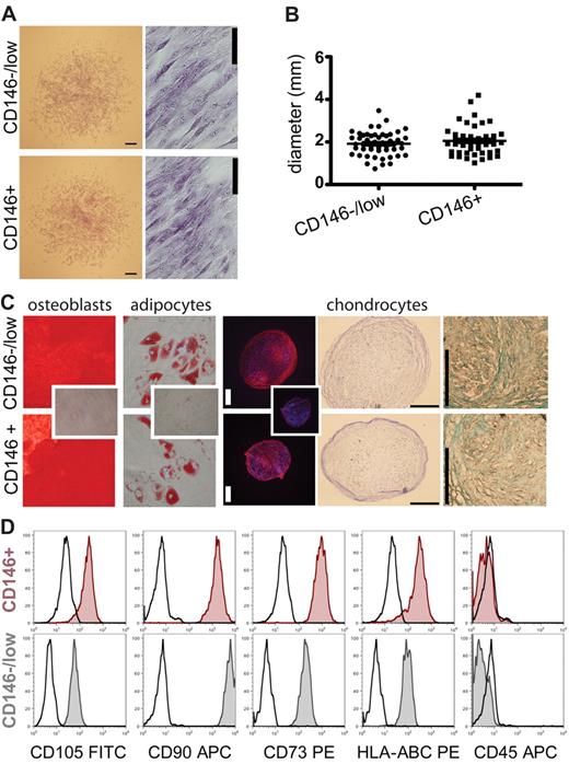 Figure 2. Cultured CD271+/CD45−/CD146−/low and CD271+/CD45−/CD146+ BM-MNCs give rise to standard mesenchymal stromal cell cultures. Morphology, differentiation capacity, and FACS profile of cultured CD271+/CD45−/CD146−/low and CD271+/CD45−/CD146+ cells were compared. (A) Fibroblastic colonies derived from CD146−/low cells and CD146+ cells on day 14 shown with crystal violet staining. Scale bars for the colonies indicate 400 μm; scale bars for the close-ups indicate 50 μm. (B) Mean diameter of CD271+/CD45−/CD146+- and CD271+/CD45−/CD146−/low-initiated colonies (day 14). Every dot represents one colony (CD146+ n = 46; CD146−/lown = 51) of 2 independent experiments. The lines represent the mean diameter of the colonies in millimeters. Error bars represent SEM. (C) In vitro differentiation capacity of cultures generated from a single CD271+/CD45−/CD146−/low–sorted cell (top row) and a single CD271+/CD45−/CD146+–sorted cell (bottom row) from the same bone marrow sample. Clonal cultures were differentiated toward the osteoblastic, adipogenic, and chondrogenic lineage. Osteoblasts were stained with Alizarin Red (left), and adipocytes were stained with Oil Red O (second from left). Small inserted photographs show Alizarin Red and Oil Red O staining on undifferentiated cells. Original magnifications were 40× and 200×, respectively. Chondrocyte pellets were stained with an anti-aggrecan plus secondary antibody (third from right). Control sections were stained with the secondary antibody only (small inserted photograph). In addition, chondrocyte sections were stained with toluidine blue (second from right) for proteoglycans and Alcian blue (far right) for metachromasia. Scale bars indicate 200 μm. (D) Representative FACS profile of single-cell–derived cultured stromal cells. Cells were measured in the fourth and second passages, when sufficient amounts were available. Cultures were initiated with either a CD271+/CD45−/CD146+ (red tinted histograms) or a CD271+/CD45−/CD146−/low (gray tinted histograms) FACS-sorted bone marrow cell. Cultured cells were stained for typical MSC markers and analyzed by flow cytometry. Black open histograms represent the corresponding isotype controls.