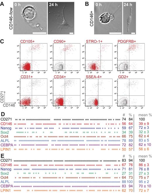 Figure 3. Morphology, surface-marker profile, and gene expression of primary CD271+/CD146−/low and CD271+/CD146+ CFU-Fs. Freshly sorted cells expressing CD271+/CD45−/CD146−/low (A) and CD271+/CD45−/CD146+ (B) were allowed to sediment (0 hours) or to adhere for 24 hours to slides. Photographs were taken on a differential interference contrast microscope (Axiovert 200M; Zeiss). Scale bars indicate 10 μm. (C) Representative multicolor FACS analysis of primary, lineage-depleted BM-MNCs after CD45 exclusion. Events are plotted for CD146 (x-axis) against CD271 (y-axis). Red events in the plots indicate cells that coexpress the marker listed on top of the plot: CD105, CD90, STRO-1, PDGFR-β, SSEA-4, GD2, CD31, and CD34. Gray events represent cells that did not coexpress the listed marker. Each plot represents an individually stained sample tube from the same bone marrow sample. The mean percentage of CD271+ cells was of 0.14% ± 0.01% in all plots. (D-E) Single-cell multiplex PCR of sorted, uncultured CD271+/CD45−/CD146−/low (D) and CD271+/CD45−/CD146+ (E) cells. Representative results from one donor are shown. Each vertical column represents a single cell and each horizontal row represents a certain analyzed gene. Circles indicate expression of the gene, whereas blanks indicate that no PCR band was detected. In total, sorted cells from 3-4 different donors were analyzed. Numbers indicate the number (#) and percentage (%) of positive cells per plate of the donor sample presented in the figure. Data in the right column represent mean percentages of positive cells of all analyzed samples. The number of CD271+ wells is set as 100%. For the mean percentages, cells were only included when they showed a positive band for CD271.