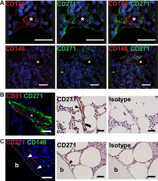 Figure 5. In situ localization of CD271 and CD146 bone marrow cells. Immunofluorescence staining for the in situ localization of primary BM-MSCs. Paraffin sections of normal human bone marrow biopsies were stained with antibodies against CD271 and CD146. (A) Double-positive cells were detected as reticular cells surrounding the endothelium of vessels. Photographs in the left and middle panels illustrate staining against one antigen in double-stained specimens; these photographs are merged in the right panel. (B) CD271+ reticular cells, shown as green cells in the left panel and brown cells (black arrowhead) in the immunohistochemical (IHC) panels, were found as perivascular cells surrounding the endothelium, shown as red CD31+ cells in the left panel and black arrow in the middle IHC panel. (C) CD271+ bone-lining cells (white arrowheads in the left panel and black arrowhead in the IHC photograph) showed no expression of CD146 (green in the left panel). (B-C) Right IHC panels show a control for the CD271 staining using an isotype-matched antibody. IHC photographs were counterstained with hematoxylin. For confirming IHC expression analysis of CD146 on bone-lining CD271+ cells, see supplemental Figure 5. Nuclei were stained with TO-PRO3 (blue). Scale bars indicate 25 μm. Asterisk indicates the lumen of a vessel. Trabecular bone (b) is indicated. Immunofluorescence photographs were taken with a confocal microscope (DMRE; Leica); IHC photographs were taken with an upright microscope (BX51; Olympus).