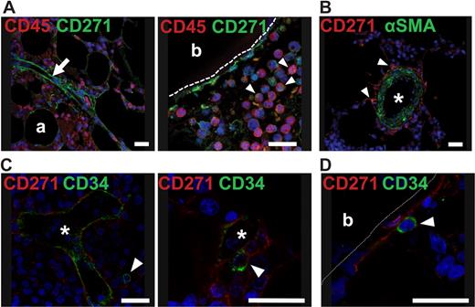 Figure 6. CD45 and α-SMA expression on BM-CFU-Fs and colocalization of BM-CFU-Fs with CD34+ cells. (A) Human bone marrow paraffin sections were stained with antibodies against CD271 and CD45. White arrow indicates a vessel with perivascular CD271+/CD45− cells (left). White arrowheads indicate round, hematopoietic CD271low/CD45+ cells (right). Bone-lining cells in the right photograph are CD271+/CD45−. (B) A larger vessel costained with CD271 and α-SMA is shown. White arrowheads indicate CD271+/α-SMAlow perivascular cells. (C-D) Bone marrow sections were stained against CD34 to detect hematopoietic stem/progenitor cells and against CD271 to detect CFU-Fs. (C) Round CD34+ cells (green) were found in proximity to the reticular extensions of perivascular CD271+ cells (red). (D) In rare instances, round CD34+ cells (green) were found neighboring CD271+ cells in endosteal regions. White arrowheads indicate CD34+ cells. Nuclei were stained with TO-PRO3 (blue). Scale bars indicate 25 μm. Asterisks indicate the lumen of a vessel. Trabecular bone (b) is indicated. Photographs were taken with a confocal microscope (DMRE; Leica). For the expression of α-SMA and perivascular localization of CD271+ cells, see supplemental Figure 5.