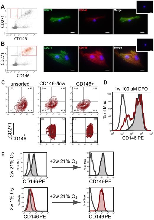 Figure 7. In vitro CD146 expression under normoxic and hypoxic conditions. CD146 expression of CD271+/CD45−/CD146−/low and CD271+/CD45−/CD146+ cells was monitored over time. Sorted cells from the CD146−/low (A) and the CD146+ (B) fractions were plated on glass chamber slides. Original sorting gates are shown in red on the left. Cells were incubated at 37°C, 5% CO2, and 21% O2. On day 6, cells were stained with antibodies against CD271 (green) and CD146 (red) plus the corresponding secondary antibodies. Small inserted photographs on the top right show controls stained with secondary antibodies only. Scale bars indicate 20 μm. (C) CD146 and CD271 expression in cultured cells after the second passage. Stromal cultures were generated from unsorted BM-MNCs (top left), bulk-sorted CD271+/CD45−/CD146−/low cells (top middle), or CD271+/CD45−/CD146+ cells (top right). FACS plots in the bottom row show CD146 and CD271 expression of clonal second-passage cultures from a CD271+/CD45−/CD146−/low–sorted cell (bottom left) and a CD271+/CD45−/CD146+ sorted cell (bottom right), respectively. (D) Representative FACS histogram plot of cells cultured for 1 week with 100μM DFO (red open histogram). Controls were cultured without DFO (gray tinted histogram). Gray open histogram indicates isotype control. (E) Representative FACS plots for CD146 expression of established stromal cells cultured at 21% O2 (gray tinted histogram, top left) or at 1% O2 (red tinted histogram, bottom left). Increased expression and reexpression of CD146, respectively, was observed when both normoxic and hypoxic stromal cells were passaged and both were incubated for an additional 2 weeks at 21% O2 (gray and red tinted histograms in right top and bottom row, respectively). Open histograms represent isotype controls.
