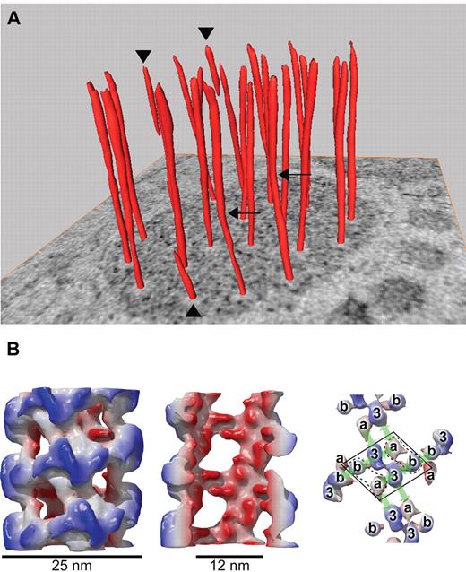 Figure 2. Helical arrangement of VWF in tubular striations of WPBs. (A) The orderly twisting of the tubules within WPBs is illustrated by the surface rendered tubules on a tomographic slice. Three tubules stop halfway into the WPB (arrowheads) and 2 tubules display kinks (arrows). (B) Reconstruction of VWF tubules assembled in vitro at pH 6.2 from purified dimeric D′D3 and D1D2 domains. Left, whole tubule demonstrating an outside diameter of 25 nm. Middle, cutaway view shows the inner diameter of the tubule of 12 nm. Right, arrangement of the different domains within the helix. The D′D3 domain in the center is flanked by 2 D1D2 domains (because the orientation of the propeptide is not yet known, a and b represent either D1 or D2). The arrows indicate 4 distinct noncovalent domain-domain interactions. Panel B was adapted from Huang et al.48
