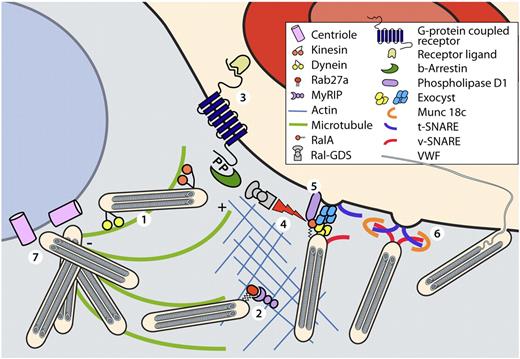 Figure 3. Molecular components regulating WPB excytosis. In resting endothelial cells WPBs are linked to microtubules and the actin cytoskeleton (1). Plus end directed movement of WPBs along microtubules is mediated by the motor protein kinesin. WPB are anchored to the actin cytoskeleton by the Rab27A/MyRIP complex (2). Ligand binding to G-protein coupled receptors initiates signal transduction pathways (3). G-protein–coupled receptors are subsequently internalized in a β-arrestin-mediated manner. Dissociation of the RalGDS/β-arrestin liberates RalGDS, which activates the small GTPase Ral. Activation of Ral mediates assembly of the exocyst complex (4). Simultaneously, Ral-dependent activation of phospholipase D1 induces accumulation of fusogenic lipids (5) that facilitate fusion of WPBs after the Munc18c-assisted assembly of the SNARE-complex (6). After stimulation of endothelial cells with cAMP-elevating agonists dynein-mediated minus-end directed movement of WPBs along microtubule promotes clustering of WPBs at the MTOC (7).
