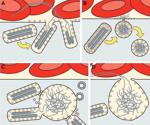 Figure 4. Schematic representation of 3 different modes of regulated exocytosis described for WPBs. (A) “Conventional” exocytosis in which single WPBs fuse with the plasma membrane, thereby releasing their cargo. For simplicity, the release of only 2 different cargo molecules is depicted: membrane-bound P-selectin released into the plasma membrane, and VWF released into the blood, where it can form long strings. The content of multiple exocytosed WPBs may contribute to the formation of VWF strings. Binding of the VWF strings to platelets, collagen, and integrin αvβ3 is not shown. (B) Lingering-kiss exocytosis is shown, where single WPBs fuse with the plasma membrane via a small fusion pore of approximately 12 nm in diameter.80 Because of the small size of the fusion pore, larger cargo proteins such as P-selectin and VWF are retained, whereas the smaller membrane-bound CD63 and soluble IL-8 are released. Lingering-kiss exocytosis of WPBs is characterized by the rounding up of the WPBs. The partially emptied and rounded WPBs are presumed to retract from the plasma membrane, but their fate is unknown. (C, D) Multigranular exocytosis where before exocytosis, WPBs coalesce into large intracellular membrane vesicles, termed secretory pods. As depicted in panel C, the coalescence of WPBs into secretory pods is mediated by interposing tiny vesicles termed nanovesicles.85 Within the secretory pods, VWF loses its characteristic tubular organization. Clathrin-coated profiles on the secretory pods suggest remodeling via a clathrin-mediated pathway. As illustrated in panel D, secretory pods fuse with the plasma membrane and release VWF strings via a large pore with a diameter of 1-2 μm. Whether P-selectin and other cargo molecules are released or selectively retained during multigranular exocytosis, remains to be established.