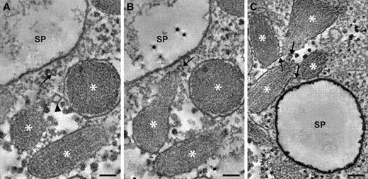 Figure 5. Nanovesicles at sites of multigranular exocytosis. Examples of nanovesicles are shown in digital slices through electron tomograms recorded from secretagogue-challenged HUVECs. (A) 2 WPBs are connected via a nanovesicle (arrowhead). WPBs are indicated by asterisks. The WPBs are in proximity of a secretory pod (SP) that is only partially shown. A seemingly solitary nanovesicle is indicated with an arrow. (B) Adjacent slice through the same tomogram as in panel A, showing a third nanovesicle (arrow) in contact with a WPB. This nanovesicle is also connected to the nanovesicle that appears solitary in panel A. (C) 4 WPBs in proximity of a secretory pod (SP), and interconnecting via 3 nanovesicles (arrows). Scale bars represent 100 nm.