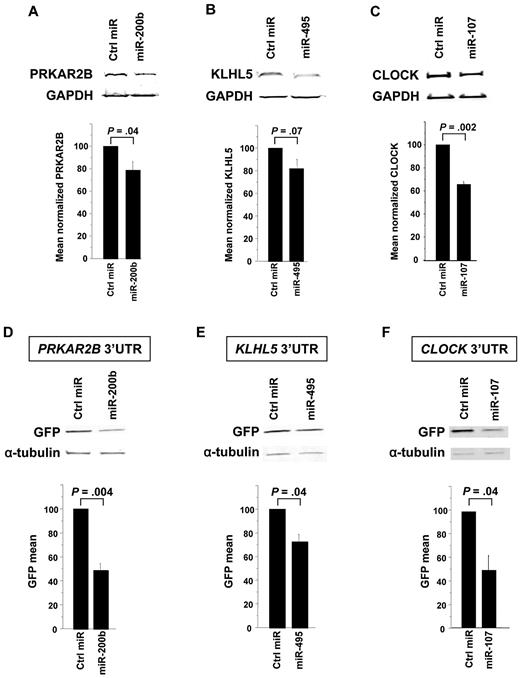 Figure 5. miRNAs regulate the expression of PRKAR2B, KLHL5, and CLOCK by binding to their 3′-UTR. Cells expressing the protein of interest were transfected by the candidate miRNA and assessed for protein knockdown. The negative miRNA control has a scrambled sequence that does not repress any gene. Each panel shows a Western immunoblot (above) and the mean of at least 3 experiments below. Protein levels were normalized to levels of GAPDH. (A) Pre-miR-200b was transfected into Meg-01 cells (5 × 106 cells), and lysates were harvested at 48 hours. The bar graph represents the mean 21% knockdown of 3 independent experiments. (B) Pre-miR-495 was transfected into Meg-01 cells (5 × 106 cells), and lysates were harvested at 72 hours. The bar graph represents the mean 18% knockdown of 6 independent experiments. The miR-495 knockdown of KLHL5 showed a trend (P = .07). (C) Pre-miR-107 was transfected into HCT-DK cells (0.2 × 106 cells), and lysates were harvested at 48 hours. The bar graph represents the mean 37% knockdown of 4 independent experiments. (D) The 50% decrease in GFP expression when the PRKAR2B 3′-UTR plasmid is cotransfected with pre-miR-200b compared with negative control in HCT-DK cells. Similarly, there was a 23% decrease in GFP when KLHL5 3′-UTR was cotransfected with pre-miR-495 (E) and 50% decrease in GFP with CLOCK 3′-UTR was cotransfected with pre-miR-107 (F). α-Tubulin was used as an internal control to normalize the GFP levels between the test and the control lanes.