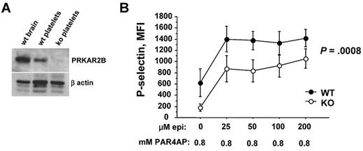 Figure 6. Platelets null for PRKAR2B are hyporesponsive. (A) PRKAR2B immunoblot. Lysates of mouse wild-type (wt) brain, wt platelets, and platelets from Prkar2b−/− mice (KO) were subjected to sodium dodecyl sulfate–polyacrylamide gel electrophoresis and immunoblotted with polyclonal antisera raised against recombinant mouse protein as described.29 Approximately equal loading is shown by immunoblotting for β-actin. (B) Platelet surface expression of the activation marker, P-selectin, was quantified by flow cytometry on platelets from wild-type (WT) mice and mice null for Prkar2b (KO).29 Platelets were stimulated with a fixed, subthreshold concentration of PAR4AP (0.8mM) and the indicated increasing concentrations of epinephrine.