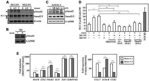 Figure 6. Smad2 is constitutively phosphorylated in M1 macrophages, in which activin A release activates Smad-dependent reporter genes. (A) Detection of phosphorylated Smad2 and total Smad2/3 in lysates of untreated or LPS-treated M1 and M2 macrophages determined by Western blot analysis. β-actin expression levels were determined in parallel as a loading control. The bands corresponding to Smad2 and Smad3 are indicated by arrowheads (n.s., indicates nonspecific band). (B) Detection of activated Smad2 in lysates of untreated or activin A–treated M2 macrophages determined by Western blot analysis. GAPDH expression levels were determined in parallel as a loading control. (C) Detection of activated Smad2 by Western blot analysis on lysates of M2 macrophages subjected to a 30-minute treatment with DMSO (−), SB431542 (SB), an anti–activin A antibody (α-ActA), or an isotype-matched antibody (IgG), and then treated with activin A for 1 hour. Total Smad2/3 and GAPDH expression levels were determined in parallel as loading controls. (D) Transcriptional activity of the p3TP-Lux reporter construct in Mv1Lu cells either unstimulated or exposed to 10 ng/mL of TGFβ1, 25 ng/mL of activin A, or conditioned medium from M1 (M1 SN) or M2 (M2 SN) macrophages. Where indicated, cells were preincubated for 30 minutes with 10μM SB431542 before treatment, maintained in culture medium with 0.1 μg/mL blocking antibody against activin A (anti-ActA), or cotransfected with expression vectors coding for dominant-negative mutants of either Smad2 (Smad2, d.n.) or Smad3 (Smad3, d.n.). For normalization purposes, cells were cotransfected with the Rous Sarcoma Virus promoter–β-gal expression plasmid, and results are presented as RLU (relative light units), which indicate the units of luciferase activity per unit of β-gal activity for each assay condition. The means and SD of triplicate determinations are shown. Six replicas of each experiment were performed and means and SD are shown; *P < .005; **P < .05. (E) Expression of the indicated genes in M1 macrophages generated in the presence of SB431542 (10μM), and compared with their expression in M1 macrophages generated without the inhibitor (Vehicle, DMSO) determined by qRT-PCR using microfluidic cards. The experiment was performed in triplicate on macrophages from 2 independent donors and data are presented on a log scale; *P < .005; **P < .05. The left panel shows the expression of M2 (M-CSF)–specific markers, and these results as expressed relative to the level of expression of each gene in the presence of DMSO (Fold induction SB431542/Vehicle). The right panel shows the expression of M1 (GM-CSF)–specific markers, and these results as expressed relative to the level of expression of each gene in the presence of the SB431542 inhibitor (Fold repression, Vehicle/SB431542).