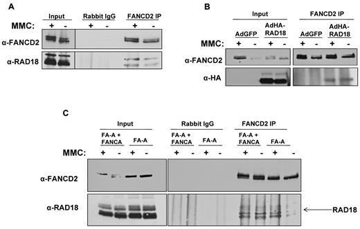 Figure 1. RAD18 binds to FANCD2 in vivo. (A) Immunoprecipitation of endogenous FANCD2 from H1299 whole-cell extract followed by immunoblot for endogenous RAD18 shows that RAD18 binds to FANCD2. This interaction is present in untreated cell extracts; however, treatment with MMC slightly increases RAD18 and FANCD2 interaction. (B) HA-tagged RAD18 was expressed in H1299 cells using adenoviral vectors. Immunoprecipitation of endogenous FANCD2 followed by immunoblot for HA showed that exogenously expressed RAD18 interacts with FANCD2. (C) Immunoprecipitation of endogenous FANCD2 from FANCA-deficient and corrected whole-cell extracts followed by immunoblot for endogenous RAD18 showed that RAD18 and FANCD2 interact in both FA-A cells and corrected cells. This interaction is therefore core complex–independent, and RAD18 likely interacts with nonubiquitylated FANCD2.