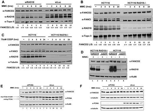 Figure 2. RAD18 regulates FANCD2 and FANCI monoubiquitylation. (A) H1299 cells were depleted of RAD18 by siRNA transfection and then treated with 500mM MMC over several time points for 24 hours. Immunoblotting for FANCD2 shows a 6- to 8-hour delay in the monoubiquitylation of FANCD2 compared with control knockdown. (B) Rad18-deficient and wild-type cells were treated with 500mM MMC over several time points for 24 hours and assessed for FANCD2 and FANCI monoubiquitylation by Western blot. FANCD2 and FANCI monoubiquitylation is delayed by 6-8 hours in RAD18-deficient cells compared with wild-type cells. (C) RAD18-deficient and wild-type cells were treated with 75uM cisplatin over several time points for 24 hours. Immunoblotting reveals that FANCD2 and FANCI monoubiquitylation was again delayed by nearly 6-8 hours in RAD18-deficient cells. (D) HA-tagged RAD18 was expressed in Rad18-deficient and wild-type cells, which were then treated with 500mM MMC for 24 hours and assessed for FANCD2 and FANCI monoubiquitylation by Western blot. FANCD2 and FANCI monoubiquitylation was restored in untreated RAD18-deficient cells compared with the expression of green fluorescent protein as a control. Topo II, tubulin, and Ku86 western blots represent loading controls. The ratio of FANCD2-L:FANCD2-S was calculated from densitometry of each Western blot using ImageJ software Version 1.44. (E) Endogenous PCNA was depleted from MRC-5 cells expressing a ubiquitylation-resistant form of PCNA, followed by treatment of the cells with 500mM MMC over several time points for 24 hours. Immunoblotting shows that FANCD2 monoubiquitylation is unaffected by PCNA status, indicating that modification of PCNA does not regulate monoubiquitylation of FANCD2. (F) HeLa cells were depleted of PCNA by siRNA transfection and then treated with 500mM MMC over several time points for 24 hours. Immunoblotting for FANCD2 shows no delay in the monoubiquitylation of FANCD2 compared with control knockdown.