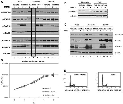 Figure 4. RAD18 regulates chromatin loading of FANCD2 and FANCI. (A) RAD18-deficient and wild-type cells were treated with 500mM MMC for 24 hours and fractionated into chromatin and soluble fractions. Immunoblotting revealed that FANCD2 and FANCI are successfully loaded onto chromatin by 24 hours after treatment, but are undetectable in the chromatin fraction of untreated RAD18-deficient cells (lane 6). The same extracts run on a parallel gel were immunoblotted for core complex proteins FANCA and FANCE and show no difference in chromatin loading of these proteins in RAD18-deficient versus wild-type cells. (B) RAD18-deficient and wild-type cells were exposed to 500nM MMC for 24 hours and then fractionated into chromatin and soluble fractions. Western blotting shows no difference in chromatin loading of FANCL in RAD18-deficient versus wild-type cells or FANCL chromatin in RAD18-knockout cells. (C) HA-tagged RAD18 was expressed in HCT116 RAD18−/− cells using adenoviral vectors, treated with 500nM MMC for 24 hours, and then fractionated into chromatin and soluble fractions. Western blotting shows that FANCD2 and FANCI chromatin loading is restored in RAD18-deficient cells (lanes 5-6). (D) RAD18-deficient and wild-type cells were plated into 6 well plates and then trypsinized and counted every 24 hours for 5 days. Growth of each cell type was similar. (E) Cell-cycle analysis of RAD18-deficient and wild-type cells shows similar cell-cycle profiles.