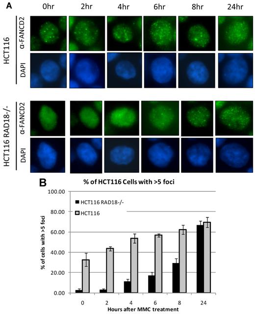 Figure 5. RAD18 regulates FANCD2 foci formation. (A) RAD18-deficient and wild-type cells were plated into chamber slides and treated over several time points with 500mM MMC. Staining for FANCD2, followed by analysis by immunofluorescence microscopy, shows a delay in FANCD2 foci formation for nearly 8 hours in RAD18-deficient cells compared with wild-type cells. (B) Approximately 200 cells from each condition in panel A were assessed for the presence of FANCD2 foci. Graph represents the percentage of cells positive for FANCD2 foci, with cells containing more than 5 foci considered positive.