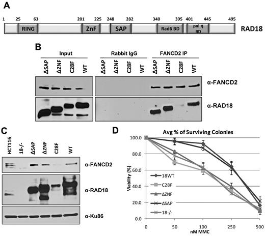 Figure 6. The E3 ligase activity of RAD18 is required for FANCD2 chromatin loading. (A) The domain structure of human RAD18 is shown. HCT116 RAD18−/− cells were transfected with plasmids expressing domain deletion, point mutation, and wild-type forms of RAD18. (B) Immunoprecipitation of endogenous FANCD2 from untreated cells expressing RAD18 mutants shows that FANCD2 binds all forms of RAD18 except the RING domain point mutant C28F. (C) Cellular fractionation of cells expressing RAD18 mutants shows that FANCD2 is loaded onto chromatin during S phase in all except RAD18-deficient cells and cells expressing the C28F mutant. (D) Colony survival assay of cells expressing RAD18 mutants shows that RAD18-deficient cells and cells expressing the C28F and ΔZNF mutants are hypersensitive to MMC. Cells expressing wild-type RAD18 and the ΔSAP mutant are resistant to MMC.