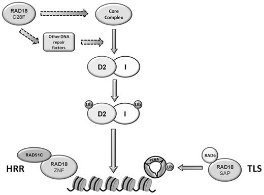 Figure 7. Model of possible roles for RAD18 during the S phase and after ICL damage. The E3 ubiquitin ligase activity of RAD18 is required for the ubiquitylation and chromatin loading of FANCD2 and FANCI. RAD18 may modify members of the core complex or other unidentified DNA repair proteins upstream of FANCD2 and FANCI monoubiquitylation and FA pathway activation. RAD18 is also required for ICL repair in steps downstream of FANCD2 and FANCI monoubiquitylation, such as the recruitment of RAD51C in homologous recombinatorial repair through its ZNF domain or possibly the monoubiquitylation of PCNA in TLS.