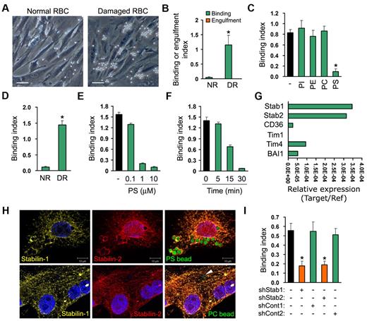 Figure 2. Stabilin-1 and stabilin-2 in HSECs mediate tethering of damaged RBCs in a PS-dependent manner. (A) Representative images of binding of damaged RBCs (DR) or normal RBCs (NR) in HSECs. Scale bar, 10 μm. (B) Microscopic quantification of binding or engulfment of normal or damaged RBCs in HSECs. Binding or phagocytosis index was determined based on the number of bound or engulfed RBCs per HSEC. Results represent mean ± SD from at least 3 experiments; t test: *P < .01 between DR and NR. (C) Binding of damaged RBCs by HSECs in the presence of various phospholipid liposomes (10μM). PC indicates phosphatidylcholine; PS, phosphatidylserine; PE, phosphatidylethanolamine; and PI, phosphatidylinositol; t test: *P < .01 versus untreated control. (D) HSECs were incubated with normal of damaged RBCs in serum-free medium containing 5mM CaCl2, and binding index was then determined; t test: *P < .01 between DR and NR. (E) HSECs were incubated with damaged RBCs in the presence of 3 different concentrations (0.1, 1, or 10μM) of PS liposomes. Binding assays were preformed under serum-free conditions, and the binding index of damaged RBCs was determined. (F) HSECs were preincubated with PS liposomes (10μM) during the indicated times and then incubated with damaged RBCs for 1 hour. Binding assays were preformed under serum-free conditions, and binding index of damaged RBCs was determined. (G) Expression levels of PS recognition receptors in HSECs were analyzed by quantitative real-time PCR. (H) HSECs were incubated with NBD-PC–labeled PS or PC beads (green) for 1 hour at 37°C. The cells were fixed and stained with antibodies directed against stabilin-1 (yellow) and stabilin-2 (red). The white arrowhead indicates the bound PC bead. (I) Down-regulation of stabilin-1 and stabilin-2 expression decreased damaged RBC binding in HSECs. Results represent mean ± SD from at least 3 experiments; t test: *P < .01 versus untreated control.