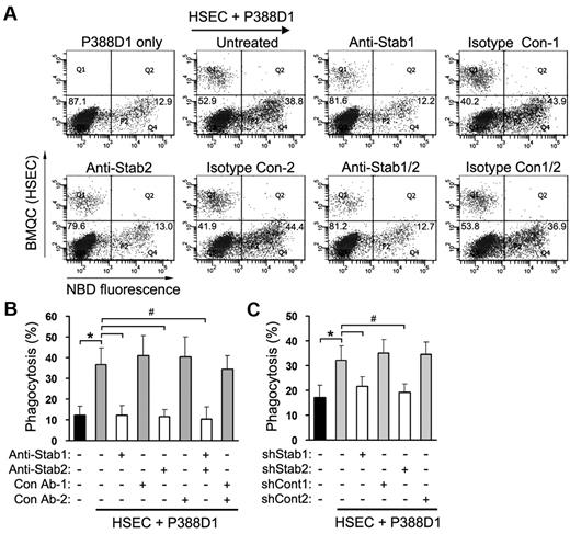 Figure 3. Stabilin-1 and stabilin-2 in HSECs significantly enhance PS-bead engulfment by macrophages. (A-B) Blockade of stabilin-1 and stabilin-2 abolishes the HSEC-mediated enhancement of PS-bead engulfment in coculture. P388D1 cells were seeded on the BMQC-labeled HSEC monolayer, and the next day, NBD-PC–labeled PS beads were added to the coculture of P388D1 and HSEC cells in the presence or absence of anti-stabilin-1 and/or anti-stabilin-2 Abs. After incubation for 1 hour, engulfment of PS beads by P388D1 cells (Q4 regions) was quantified by FACS analysis. A representative result is shown in panel A. Data represent mean ± SD from at least 3 experiments in panel B; t test: *P < .01 versus P388D1 only; #P < .01 versus untreated control. (C) Phagocytosis assays were performed in a coculture of P388D1 and stabilin-1 or stabilin-2 shRNA-treated HSECs. Data represent mean ± SD from at least 3 experiments; t test: *P < .01 versus P388D1 only; #P < .01 versus untreated control.