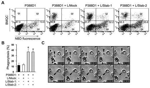 Figure 4. Stabilin-1– or stabilin-2–expressing cells significantly enhance PS-bead engulfment by macrophages. (A) Phagocytosis assays were performed in a coculture of P388D1 and L cells expressing empty vector, stabilin-1, or stabilin-2. P388D1 cells were seeded on BMQC-labeled L-cell transfectants, and the next day, NBD-PC–labeled PS-coated beads were added to the coculture of P388D1 and L-cell transfectants. After incubation for 1 hour, engulfment of damaged RBCs by P388D1 cells (Q4 regions) was quantified by FACS analysis. Percentages of phagocytosis for P388D1 alone and in coculture with L/Mock cells were 12.2% ± 3.9% and 13.0% ± 2.0%, respectively, whereas in the presence of L/Stab-1 or L/Stab-2 cells phagocytic activity of P388D1 cells was increased by 36.6% ± 5.7% and 36.6% ± 2.3%, respectively. A representative result is shown. (B) Phagocytosis assays were performed in a coculture of P388D1 and L cells expressing empty vector, stabilin-1, or stabilin-2. Data represent mean ± SD from at least 3 experiments; t test: *P < .01 versus L/Mock. (C) DIC images from supplemental Video 1 show the engulfment of PS bead (arrowheads) by P388D1 cells in coculture. The gray dotted lines indicate the boundary of HSECs.