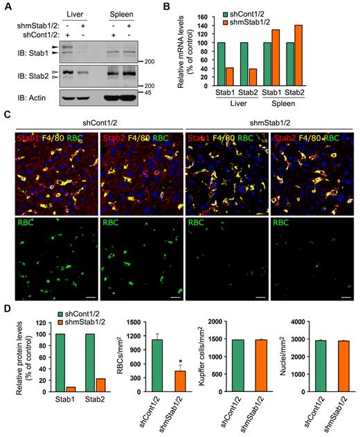 Figure 5. Stabilin-1 and stabilin-2 in HSECs are necessary for the sequestration of damaged RBCs. (A-B) Verification of liver-specific knockdown using hydrodynamic injection. Liver and spleen were harvested from stabilin shRNAs (shmStab1/2)– or control shRNAs (shCont1/2)–treated mice. Expression of stabilin-1 and stabilin-2 were analyzed by Western blotting (A) and quantitative real-time PCR (B). A representative result is shown. The closed arrowheads indicate stabilin-1 proteins and the open arrowheads indicate stabilin-2 proteins. (C) FITC-labeled damaged RBCs were injected into stabilin shRNAs (shmStab1/2)– or control shRNAs (shCont1/2)–treated mice, after which the livers were harvested 15 minutes later. Frozen sections were stained with Abs against stabilin-1 or stabilin-2 (red) and F4/80 (yellow) and then analyzed by confocal microscopy (top panels). Damaged RBCs are shown in green (bottom panels). Scale bar, 10 μm. (D) Quantitation of stabilin-1 and stabilin-2 protein in the liver of shCont1/2- or shmStab1/2-treated mice (left panel). Immunoblot intensities for Stabilin/Actin were quantitated by densitometry and expressed in arbitrary units. The intensity for shCont1/2-treated controls was set to 100%. A representative result is shown. Microscopic quantitations of damaged RBCs, Kupffer cells, and nuclei in the liver section (right 3 panels). Each experiment was independently performed 3 times. Results represent mean ± SD for 6 mice per group; t test: *P < .01 versus shCont1/2.