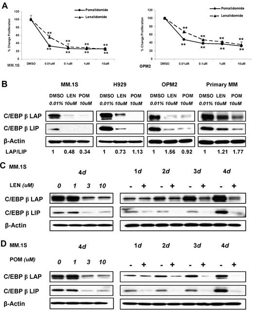Figure 1. IMiD compounds down-regulate C/EBPβ in MM cells in a time- and dose-dependent manner. (A) MM.1S and OPM2 cells (6 × 104/well) were cultured with lenalidomide or pomalidomide at different concentrations for 2 days. DMSO (0.01%) was used as the control treatment. DNA synthesis was measured by 3H-thymidine incorporation, and the amount of DNA synthesis in treated cells relative to the amount in control cells (as a percentage) was plotted. Results are shown as triplicates of mean ± SD. (B) MM.1S, H929, OPM2, or primary myeloma cells were cultured with DMSO, pomalidomide, or lenalidomide at the indicated concentrations for 3 days. Representative results from 3 independent experiments are shown. Cells were then lysed, and cell lysates were analyzed for C/EBPβ expression by Western blotting. β-actin expression was probed for loading control. The ratio of LAP/LIP is measured using ImageJ 1.44 software. (C-D) MM.1S cells were incubated with lenalidomide (C) or pomalidomide (D) at different concentrations with fixed time period of 4 days, or for different time periods with fixed concentration of 10μM, or with DMSO 0.01% as control. Cells were lysed and cell lysates were analyzed for C/EBPβ expression by Western blotting. β-Actin expression was probed for loading control.