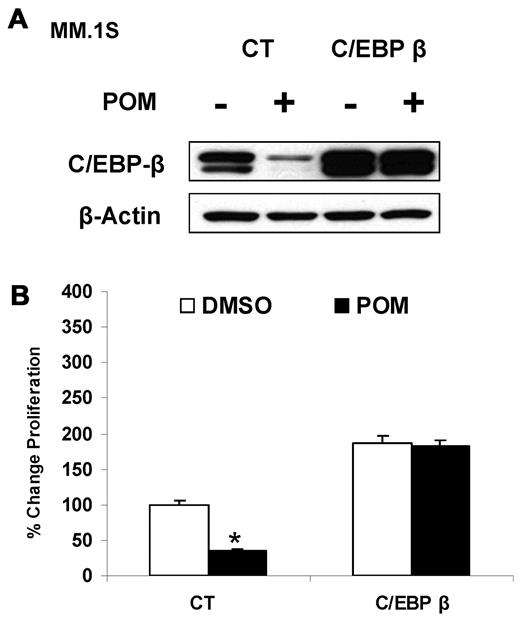 Figure 3. Overexpression of C/EBPβ induces resistance to IMiD compounds. (A) MM.1S cells (2 × 106) were transfected by electroporation with either empty vector pcDNA3.1 or WT-C/EBPβ plasmids. After selection, cells were treated with pomalidomide (10μM) for 2 days. Cells were then lysed, and whole cell lysates were analyzed for C/EBPβ expression by Western blotting. β-actin expression was probed for loading control. (B) MM.1S cells overexpressing WT-C/EBPβ were treated with pomalidomide (10μM) for 2 days, and DNA synthesis was measured by 3H-thymidine incorporation. The amount of DNA synthesis in treated cells relative to the amount in control cells (as a percentage) was graphed. Results are shown as triplicates of mean ± SD.