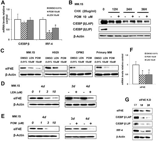 Figure 4. IMiD compounds down-regulate C/EBPβ by targeting its protein translation. (A) MM.1S cells were cultured with pomalidomide, lenalidomide, or 0.01% DMSO (control). Total RNA was extracted from 12-hour cultures, reverse transcribed to cDNA, and used for quantitative real-time PCR. Data were analyzed according to the ΔΔCt method. Results are shown as mRNA expression relative to control (DMSO). mRNA levels were normalized with β-actin mRNA expression as control. (B) MM.1S cells were incubated with pomalidomide (10μM) with and without cycloheximide (20 μg/mL) for 12, 24, or 36 hours. Cells were lysed, and whole cell lysates were analyzed by Western blotting for C/EBPβ. (C) MM.1S, H929, OPM2, or primary myeloma cells were cultured with lenalidomide, pomalidomide, or 0.01% DMSO as control for 3 days. Cells were lysed, and whole cell lysates were analyzed by Western blotting for eIF4E. β-Actin expression was probed for loading control. (D-E) MM.1S cells (2 × 106) were incubated with lenalidomide (D) or pomalidomide (E) at different concentrations with a fixed time period of 4 days, or for different time periods with fixed concentration of 10μM, or with DMSO 0.01% as control. Cells were lysed, and whole cell lysates were analyzed for eIF4E expression by Western blotting. β-Actin expression was probed for loading control. (F) MM.1S cells were incubated with lenalidomide or pomalidomide for 12 hours, and total RNA was extracted by Trizol and followed by real-time PCR. Data were analyzed according to the ΔΔCt method. Results are shown as mRNA fold compared with control (DMSO). (G) eIF4E knockdown cell lines were generated by lentiviral infection of MM.1S cells. 1# and 2# indicate different eIF4E shRNA sequences. Green fluorescence protein was used as control for eIF4E shRN-expressing cells. Cell lysates were analyzed by Western blotting to compare the levels of eIF4E, C/EBPβ, and IRF4. β-actin expression was probed for loading control.