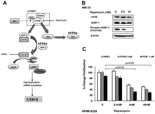 Figure 6. Combination of mTOR inhibitors and IMiD compounds might overcome resistance to IMiD compounds. (A) IMiD compounds inhibit the translation of C/EBPβ by down-regulation of eIF4E protein. Rapamycin targets the mTOR complex by inhibiting 4EBP1 phosphorylation, resulting in sequestering of eIF4E. This blocks the assembly of the translational complex and leads to decreased C/EBPβ translation. (B) MM.1S cells were incubated with rapamycin or DMSO 0.01% as control for 2 days. Cells were lysed, and lysates were analyzed for both total-and phospho-4EBP1 as well as for eIF4E by Western blot. β-actin expression was probed for loading control. (C) RPMI 8226 cells (3 × 104) were cultured with rapamycin or pomalidomide alone or in combination for 2 days. DMSO 0.01% treatment was used as a control. DNA synthesis was measured by 3H-thymidine incorporation. Results are shown as triplicates of mean ± SD.