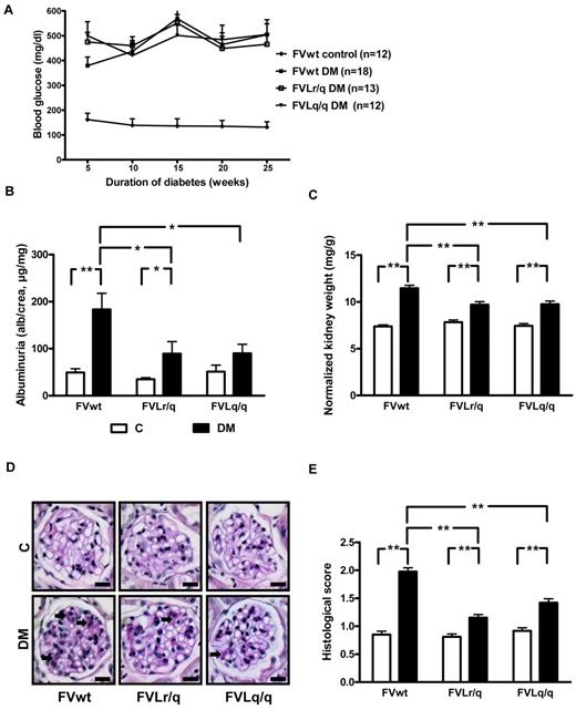 Figure 1. FVL ameliorates experimental diabetic nephropathy in mice. (A) Blood glucose concentrations in nondiabetic wild-type (FVwt control, n = 12), diabetic wild-type (FVwt DM, n = 18), diabetic heterozygous (FVLr/q DM, n = 13), or diabetic homozygous (FVLq/q DM, n = 12) FVL mice. Blood glucose levels did not differ between groups of diabetic mice. Albuminuria (B), normalized kidney weight (C), and extracellular matrix deposition as determined by PAS staining (D-E) in FVwt, FVLr/q, and FVLq/q mice without or with diabetes (n ≥ 10 for each group) are shown. These indices of diabetic nephropathy remained significantly lower in diabetic FVLr/q or FVLq/q mice. Exemplary images of PAS-stained histologic sections (D arrows, PAS-positive area) and bar graph summarizing results of histologic scores (E) (≥ 50 glomeruli of at least 7 different mice were analyzed). Scale bar indicates 15 μm (D). C indicates nondiabetic control mice (white bars); DM, diabetic mice (black bars); means ± SEM are shown; *P < .05; **P < .01 (ANOVA).