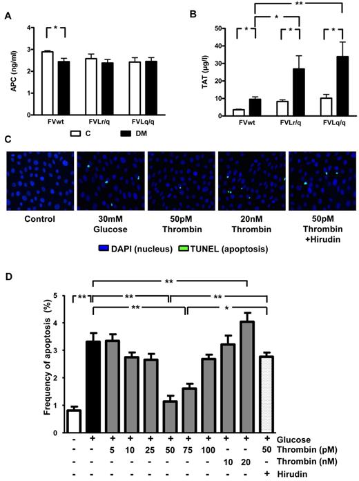 Figure 5. Thrombin, but not PC activation, is enhanced in diabetic FVL mice and low-concentration thrombin protects glucose-stressed human podocytes. (A) In vivo aPC formation did not differ in diabetic FVwt, diabetic FVLr/q, or diabetic FVLq/q mice; n ≥ 7 for each group. (B) TAT levels in nondiabetic control mice or mice with long-term (26 weeks) hyperglycemia. Hyperglycemia increased TAT levels in wild-type (FVwt) and to a larger extent in heterozygous (FVLr/q) or homozygous (FVLq/q) FVL mice (n ≥ 10 for each group). (C-D) Apoptosis (green, TUNEL-positive) in cultured human podocytes exposed to glucose in the presence or absence of aPC (20nM) or thrombin (range, 5-20 nM). Representative images (C) with fluorescent-labeled nucleotides (green, TUNEL-positive) and Hoechst 33258 nuclear counter stain (blue) and bar graph (D) summarizing results of at least 3 independent experiments performed in duplicate; means ± SEM are shown. C indicates nondiabetic, control mice (white bars); DM, diabetic mice (black bars); *P < .05; **P < .01 (ANOVA).