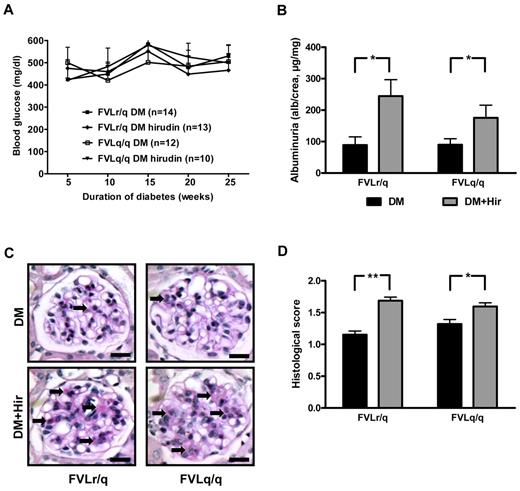 Figure 6. Anticoagulation with hirudin abolishes the nephroprotective effect in diabetic FVL mice. (A) Blood glucose concentrations in diabetic heterozygous (FVLr/q) and diabetic homozygous (FVLq/q) mice without or with hirudin treatment. No significant differences were observed between groups of diabetic mice (n ≥ 10 for each group). (B) Albuminuria in heterozygous (FVLr/q) and homozygous (FVLq/q) mice without (black bars) or with (gray bars) hirudin treatment (n ≥ 10 for each group). (C-D) Representative images of PAS staining (C) and bar graph (D) summarizing histologic scores (n ≥ 50 glomeruli of 7 different mice per group). Scale bar indicates 15 μm (C); means ± SEM are shown. DM indicates diabetic mice (black bars); DM + Hir, diabetic mice with hirudin treatment (gray bars); *P < .05 (t test).