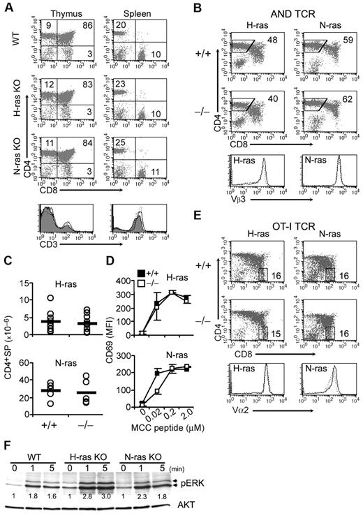 Figure 1. Unaffected thymocyte development and positive selection in mice lacking H-ras or N-ras. (A) Cells from WT, H-ras–, and N-ras–deficient mice were stained for expression of CD4, CD8, and CD3 and were analyzed by flow cytometry. Numbers within dot plots indicate percentage of cells in each quadrant. Bottom panels show CD3 expression in thymocytes (left) and splenic CD4+ T cells (right) from WT (shaded curve), H-ras KO (solid line), and N-ras KO (dotted line) mice. (B) CD4 and CD8 expression in AND TCR transgenic thymocytes (gated as TCRhi) from Ras-sufficient (+/+) and deficient (−/−) littermate mice. Numbers indicate percentage of cells in the gated region. Clonotypic TCR expression in gated CD4+ SP thymocytes from Ras-sufficient (solid line) and deficient (dotted line) mice is shown in the bottom panels. (C) CD4+ SP thymocyte numbers in Ras-sufficient and -deficient and TCR transgenic mice. Results from individual mice (open circles) and the average for each population (thick bars) are shown. (D) Thymocytes were stimulated with the indicated concentration of moth cytochrome c (MCC) 81-103 peptide for 48 hours and stained for expression of CD4, CD8, and CD69. Mean CD69 expression ± SD (n = 2) in gated CD4+ SP cells is shown. (E) CD4, CD8, and clonotypic TCR expression in thymocytes from Ras-sufficient and -deficient OT-I TCR transgenic mice. CD8+ SP frequencies were (n = 4): H-ras (+/+: 13 ± 3.4; −/−: 13 ± 2.0; P = .98); N-ras (+/+: 8.7 ± 5.9; −/−: 8.9 ± 6.0; P = .96). (F) ERK activation in anti–CD3-stimulated thymocytes. Fold induction of ERK relative to unstimulated (time 0) cells is indicated. Total AKT is shown as loading control.