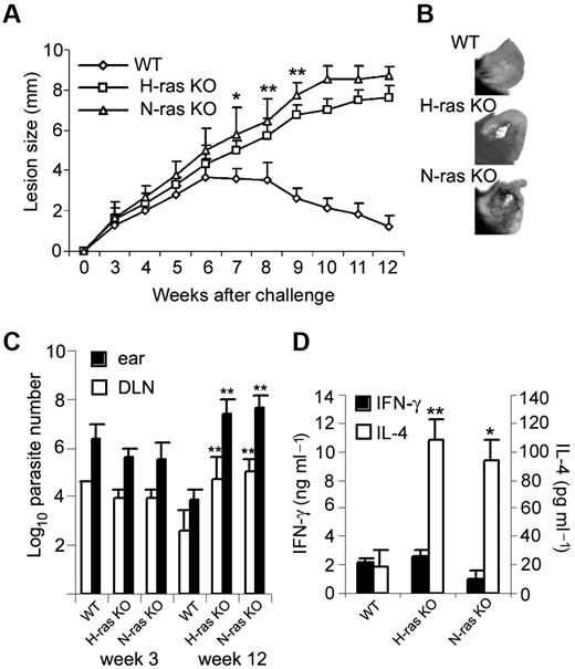 Figure 5. H-ras and N-ras deficiency enhance susceptibility to L major infection. (A) Course of L major infection in WT, H-ras–, and N-ras–deficient mice. Mean lesion size ± SD of 4-10 mice per group are shown (*P < .001 and **P < .0005 vs WT). (B) Ear lesions with focal necrosis in infected Ras-deficient but not WT mice at week 12 after infection. (C) Parasite burden in the ear and draining LN (DLN) from infected mice at weeks 3 and 12 after infection. Results represent mean ± SD for 4 mice per group (**P < .0005 vs WT). (D) IFN-γ and IL-4 production, as determined by ELISA, by draining LN cells isolated from L major–infected mice at week 12 after infection and stimulated with SLA (12 μg/mL) for 48 hours. Values represent the mean ± SD of duplicate cultures and 4 mice in each group (*P < .001 and **P < .0005 vs WT). The data shown are representative of 2 independent experiments.