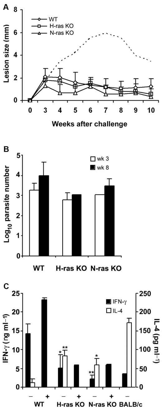 Figure 7. CpG-ODN protects H-ras– and N-ras–deficient mice from L major infection. (A) Course of L major infection in CpG-ODN–treated WT, H-ras–, and N-ras–deficient mice. Mean induration ± SD of 2-3 mice (4-6 ears) per group are shown. Dotted line represents the evolution of infection in untreated WT mice. (B) Parasite burden per ear in infected CpG-ODN–treated mice at weeks 3 and 8 after infection. Results represent mean ± SD for 2 mice per group. (C) IFN-γ and IL-4 production, as determined by ELISA, by draining LN cells isolated from untreated (−) or CpG-ODN–treated (+) L major–infected mice at week 3 after infection and stimulated with SLA (12 μg/mL) for 48 hours. Values represent the mean ± SD of duplicate cultures and 4 mice in each group of untreated mice (*P < .01 and **P < .001 vs untreated WT) or 2 mice in the CpG-ODN–treated groups. IL-4 was not detectable in CpG-ODN–treated mice regardless of their genotype.