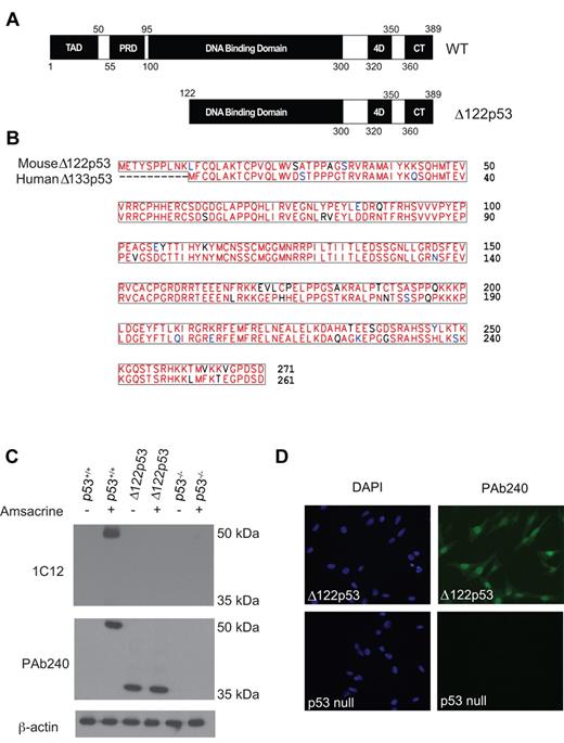 Figure 1. Characterization of Δ122p53 mice. (A) Schematic diagram comparing full-length p53 and Δ122p53. Domains are identified as follows: transactivation (TAD), proline-rich (PRD), DNA binding, tetramerization (4D), and C-terminal regulatory (CT). (B) Protein alignment between human Δ133p53 and mouse Δ122p53 illustrating the high homology between the 2 protein sequences. (C) To detect Δ122p53 protein, adipocytes from p53+/+, p53−/−, and Δ122p53 mice were left untreated (−) or treated (+) with 1 μg/mL amsacrine for 5 hours, and expression was determined by Western blotting using antibodies PAb240 and 1C12. β-Actin (antibody AC-15) was used as a loading control. Experiments were repeated to investigate at least 3 mice per genotype. (D) Δ122p53 shows nuclear and cytoplasmic locations. Δ122p53-expressing fibroblasts or p53 null fibroblasts were fixed and then stained with DAPI and p53 antibody PAb240 and with an AlexaFluor-488 conjugated second antibody. Images were taken with an Olympus BX51-TRF fluorescent microscope with 20×/0.5 objective lens. They were captured using a SPOT Camera (SP 6.0) and Software Version 4.0.1. Images were cropped using Photoshop Version CS2 (Adobe).