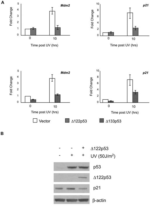 Figure 2. Δ122p53 modulates p53 transactivation similar to Δ133p53. To demonstrate inhibition of p53-induced transcription by the Δ122p53 isoform, NIH3T3 cells were transduced with retrovirus vectors expressing Δ122p53 and Δ133p53. Vector-only control cells and Δ122p53- and Δ133p53-expressing cells were exposed to 50 J/m2 ultraviolet. (A) RNA was extracted after 10 hours, and quantitative RT-PCR was carried out for the p21 and Mdm2 genes. (B) Proteins were extracted after 6 hours, and p21 expression was determined by Western blotting. Experiments were repeated 3 times.