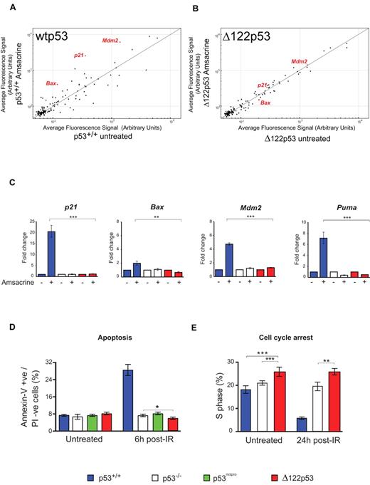 Figure 3. Δ122p53 is defective for p53 functions. Splenocytes were treated with 1 μg/mL amsacrine, and RNA was isolated after 5 hours; p53 transcriptional profiling was carried out by microarray. (A) Comparison of the average fluorescence of 125 p53 target gene transcripts25 from p53+/+ mice with and without amsacrine was performed by plotting transcript levels from amsacrine-treated p53+/+ cells (y-axis) against untreated p53+/+ cells (x-axis). Transcripts above the line indicate up-regulation by wild-type p53; transcripts below the line, down-regulation; and transcripts on the line, the same or not regulated by this stress. (B) Comparison of the average fluorescence of the 125 p53 target gene transcripts from Δ122p53 mice; amsacrine-treated Δ122p53 cells (y-axis) are plotted against untreated Δ122p53 cells (x-axis). (C) Selected p53 target genes were validated by quantitative RT-PCR. Treated and untreated splenocytes from each of the genotypes were analyzed. Untreated samples were assigned a value of 1.0. **P < .001. ***P < .0001. (D) Thymocytes from p53+/+, p53−/−, p53mΔpro (mice homozygous for a deletion in the p53 proline domain), and Δ122p53 mice were irradiated with 4 Gy γ-radiation and harvested after 6 hours; apoptosis was assayed by staining for annexin V and propidium iodide. *P < .05. (E) Mice were treated with 2 Gy γ-radiation and 24 hours later pulsed with BrdU to label cells in S phase. Bone marrow was harvested, and the proportion of BrdU positive cells was determined by flow cytometry. **P < .01. ***P < .001. All experiments were performed using cells from 3 mice per genotype.