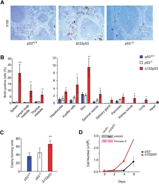 Figure 4. Increased proliferative capacity of Δ122p53. (A) Photomicrographs illustrate more cells in S phase of spleens from Δ122p53 mice compared with p53+/+ and p53−/− mice. Mice were pulse-labeled with BrdU for 100 minutes to label proliferating cells. Organs were harvested, and BrdU+ cells were detected with an horseradish peroxidase-labeled antibody and light microscopy. Images were taken with a Leica DM 2000 microscope, Leica DFC 295 camera, and Leica Version 3.5.0 Application Suite (Software). Lens aperture was 0.3 with a 10× objective. Images were cropped using Photoshop Version CS2 (Adobe). (B) Quantitation of BrdU+ cells in different tissues. BrdU was administered for 100 minutes (thymus) or 24 hours (other organs). The proportion of BrdU+ cells per 2000 to 5000 total cells was determined. (C) Colony-forming assays show that Δ122p53 mice have more granulocyte and macrophage colonies compared with p53+/+ and p53−/− mice. Bone marrow was cultured in methylcellulose-based media, and colonies were counted at day 10. *P < .05. **P < .01. ***P < .001. All experiments were performed using at least 3 mice per genotype. Results are mean plus or minus SD. (D) The p53 null 10–1 fibroblasts transduced with the Δ122p53 retrovirus (red triangles) or vector control (black diamonds) were seeded at a density of 0.6 × 105 cells/35-mm dish, and viable cell numbers were determined over time by trypan blue counting. (Inset) Expression of Δ122p53 protein by Western blotting (PAb 240 antibody) in Δ122p53-transduced cells but not in the vector control. Lower (pink) bands illustrate equal loading by Ponceau S staining.