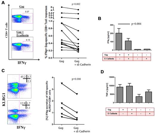 Figure 5. HIV-1–specific CD8+ T-cell responses are impaired in cytokine production in the presence of sE-cadherin. Intracellular cytokine staining was used to determine whether the presence of sE-cadherin inhibits the function of Gag-specific CD8+ T cells. (A) Example of a Gag-specific CD8+ T-cell response in the presence or absence of sE-cadherin as well as the cumulative differences of all studied subjects with chronic HIV-1 infection (n = 13). In the presence of sE-cadherin, Gag-specific IFN-γ responses were significantly impaired (P = .002 paired t test). The numbers in each quadrant represent the % frequency of the parent. Similar results were obtained when assessing IFN-γ responses by Luminex (P = .004; B). Reduction in IFNγ secretion on E-cadherin ligation was most pronounced on KLRG1+ CD8+ T cells and also induced a KLRG1 down-regulation. The numbers in each quadrant represent the % frequency of the parent (C). However, no differences were observed for the TNF-α responses in the presence or absence of sE-cadherin (P = ns; D).