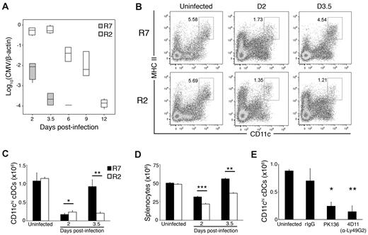 Figure 1. Ly49G+ NK cells in MHC I Dk mice promote recovery of cDCs after MCMV infection. (A) Median MCMV genome values for spleens of R7 and R2 congenic mice at the indicated times after infection. (B-D) Control and MCMV-infected R7 and R2 splenocytes were stained for CD3, CD19, MHC class II, and CD11c and analyzed by flow cytometry. (B) Representative dot plots showing the proportion of CD11chi, MHC II+ cDCs in uninfected and infected R7 and R2 mice. The dot plots were gated on live CD3−, CD19− cells (C) The graph represents the mean ± SEM for live gated cDCs in R7 and R2. (D) The graph represents the mean ± SEM for total splenocytes in R7 and R2. (A-D) Data are representative of 5 experiments with 3-4 mice per strain per time point (*P < .01, **P < .005, ***P < .0005 strain comparison at the indicated time point by Student t test). (E) The graph represents the mean ± SEM for live gated cDCs in R7, NK cell–depleted R7 (PK136) and Ly49G2+ NK cell–depleted (4D11) mice on day 3.5 after infection. Data are representative of 2 experiments with 4 to 6 mice per treatment group (*P < .01, **P < .005 by Student t test compared with rat IgG treated, no significant difference between uninfected and rIgG treated).