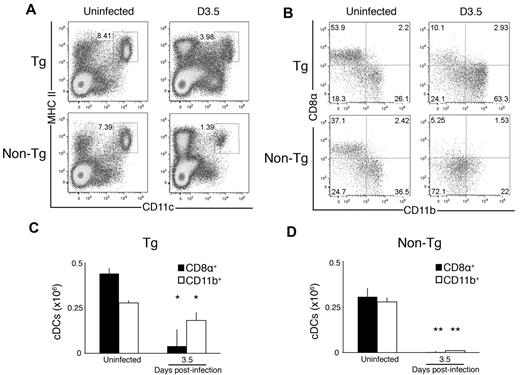Figure 2. MHC I Dk is sufficient to support splenic DCs after MCMV infection. (A) Representative dot plots showing the proportion of CD11chi, MHC II+ cDCs in uninfected and infected Tg-Dk and non-Tg spleens. The dot plots were gated as described for Figure 1. (B) Representative dot plots showing the proportion of CD8α+ and CD11b+ cDC subsets in uninfected and infected Tg-Dk and non-Tg spleens. The dot plots were gated on CD3−, CD19−, CD11chi, MHC II+ cells. (C) The graph represents the mean ± SEM for live gated cDC subsets in Tg-Dk spleen. (D) The graph represents the mean ± SEM for live gated cDC subsets in non-Tg spleen. The data are representative of 4 experiments with 4 mice per strain per time point. Both CD8α+ and CD11b+ cDC subsets were significantly higher on day 3.5 in Tg-Dk than non-Tg mice (P < .001), whereas cDC subsets were comparable in uninfected animals (*P < .05, **P < .001 compared with respective subset in uninfected mice by Student t test).