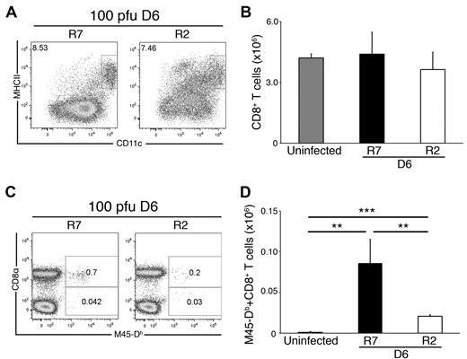 Figure 4. CD8 T-cell priming defect in susceptible mice without MHC I Dk. Ex vivo splenocytes isolated from MCMV-infected (100 PFU) R2 and R7 mice were stained and analyzed for cDCs as described in Figure 1. Data are representative of 2 experiments with 3-4 mice per genotype. (A) Representative dot plots showing the proportion of CD11chi, MHC II+ cDCs in day 6–infected R2 and R7 spleens. The dot plots were gated as described for Figure 1. (B) The graph represents the mean ± SEM for live gated CD8+ T cells (CD19−, CD3+) in uninfected and day 6–infected R7 and R2 spleens. (C) Representative dot plots showing the proportion of M45-Db–specific CD8 T cells in day 6–infected R7 and R2 spleens. The dot plots were gated on CD19−, CD3+ cells. (D) The graph represents the mean ± SEM for virus-specific CD8 T cells in uninfected and day 6–infected R7 and R2 spleens. The data are representative of 2 experiments with 4 mice per strain per time point (**P < .01, ***P < .0001 by Student t test).